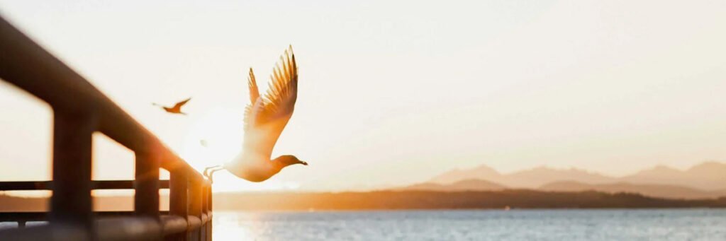 Pigeon en vol au coucher du soleil sur la mer