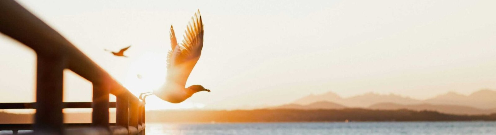 envol hypnomagnet diogo-fagundes envol hypnomagnet diogo-fagundes